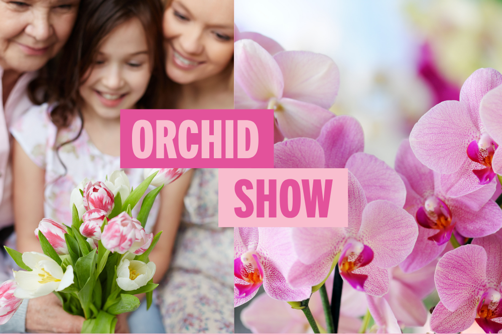 Orchid Show