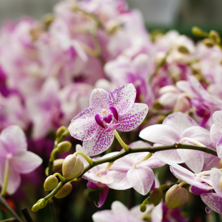 Orchid Blooms