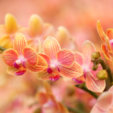 Orchid Show Sept 2025