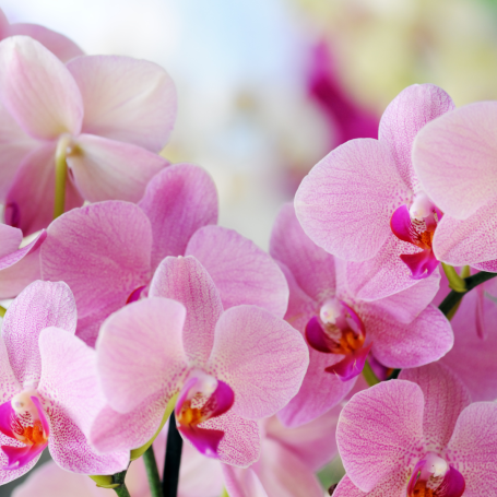 Orchid Show