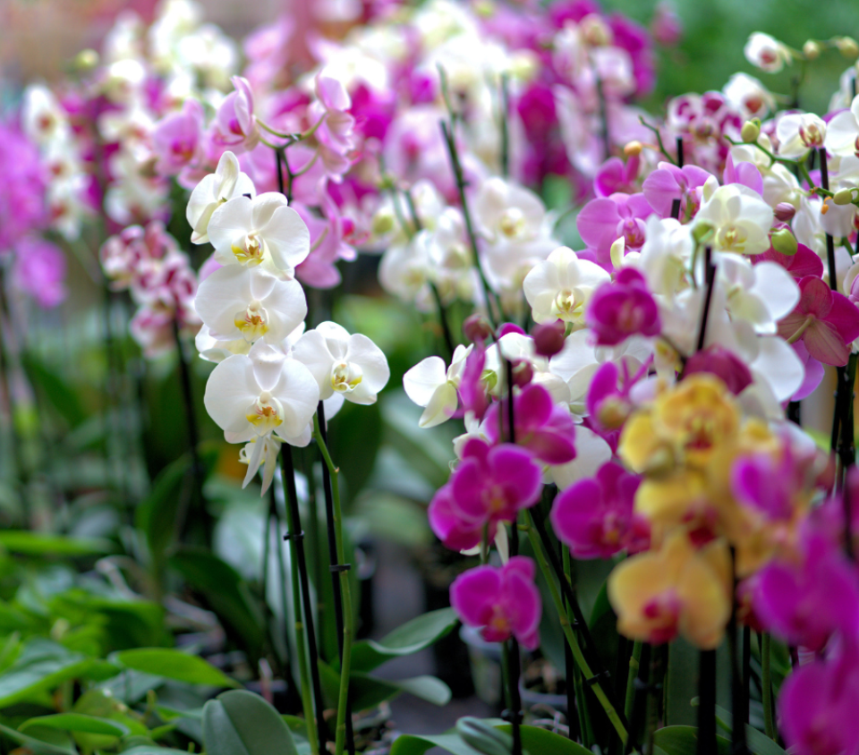 Orchid Blooms