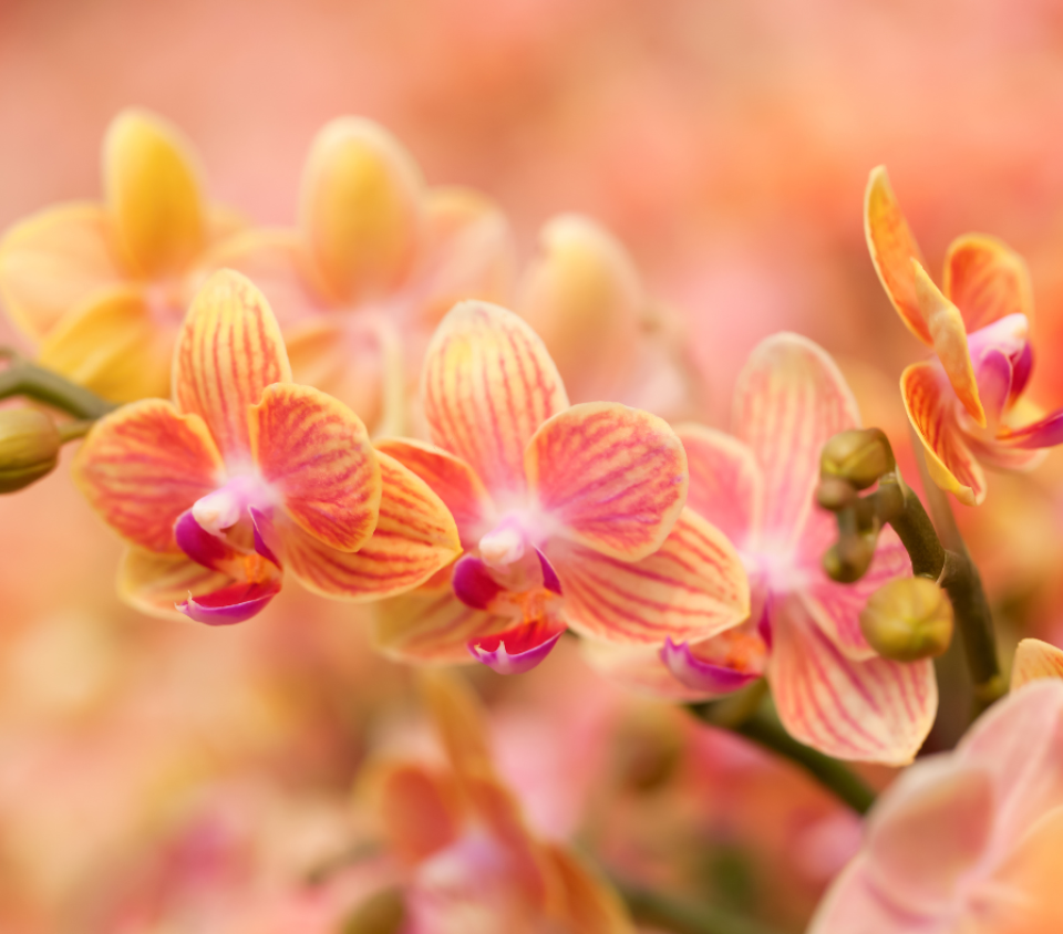 Orchid Show
