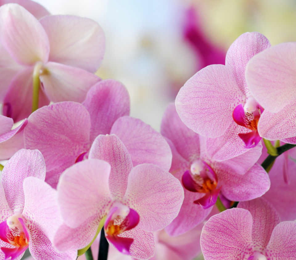 Orchid Show